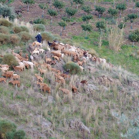 Cortijo Lagar De Luisa Guest House Borge Luaran gambar